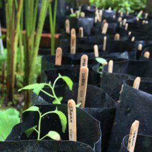 chilli seedlings with wooden labels
