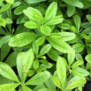 Ginseng jawa plants at FTS