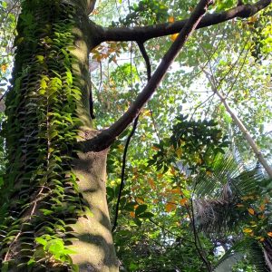 The Pulai Trail in Bukit Persekutuan